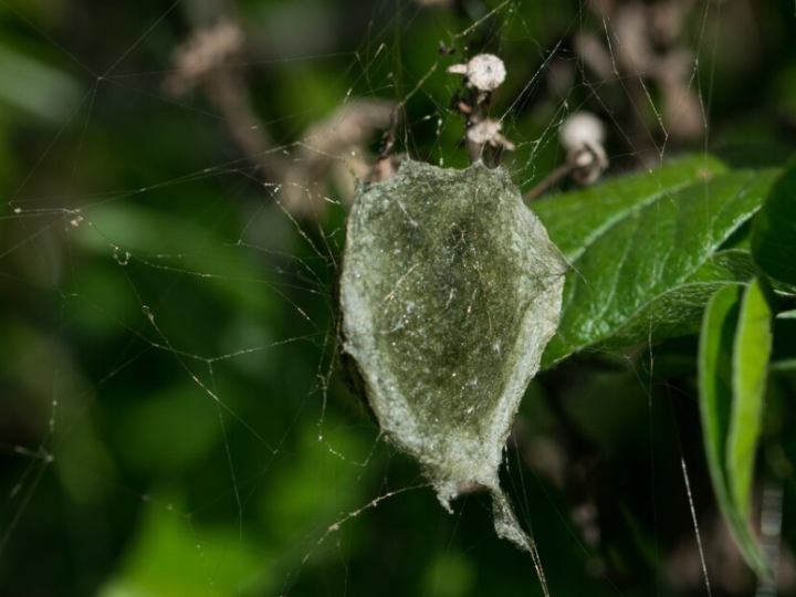 5 Crucial Solutions to Completely Eradicate Spider Mites